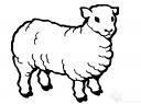 omalovánka ovce