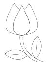 šablona tulipán