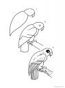 jak nakreslit papouška
