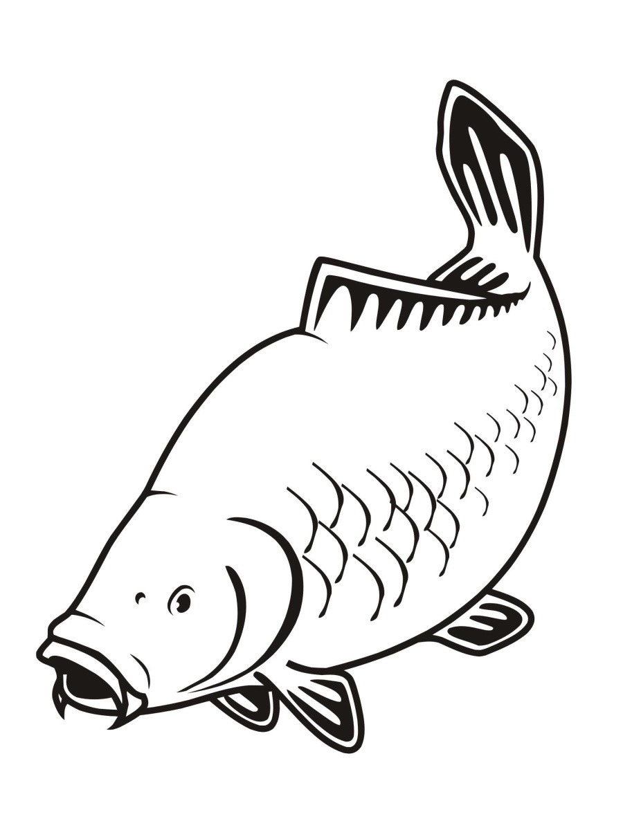 carp fish clip art free - photo #33