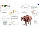jak vymodelovat ovečku