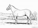 obrázky koní