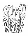 tulipány omalovánky