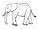 slon obrázek