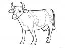 kráva omalovánka