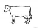 kráva - cow