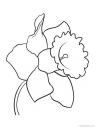květ narcisu