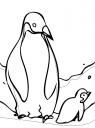 obrázek tučňáků