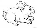 obrázek králík