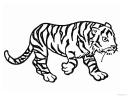 tygr obrázek