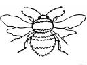 včela obrázek