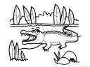 krokodýl omalovánka