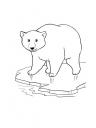 polární medvěd